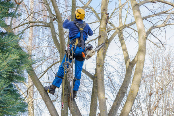 How Our Tree Care Process Works  in  Villas, NJ