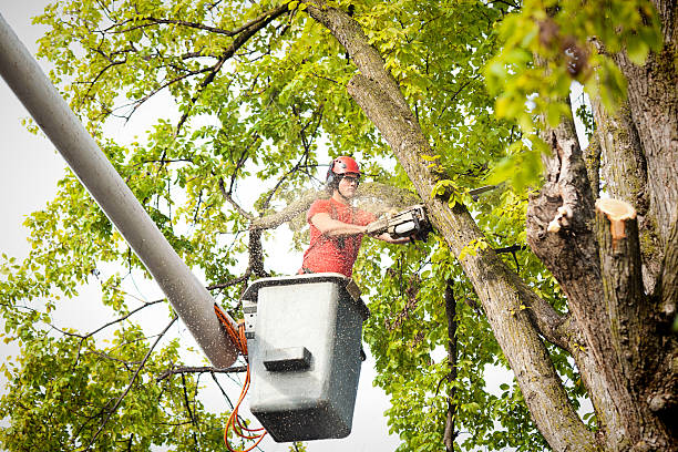 Best Stump Grinding and Removal  in Villas, NJ
