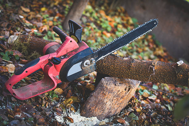 Trusted Villas, NJ Tree Care Experts