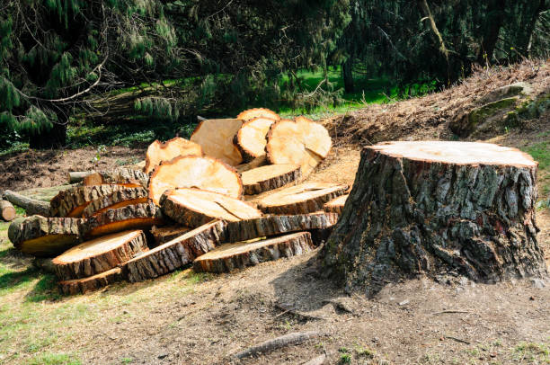 Best Utility Line Clearance  in Villas, NJ